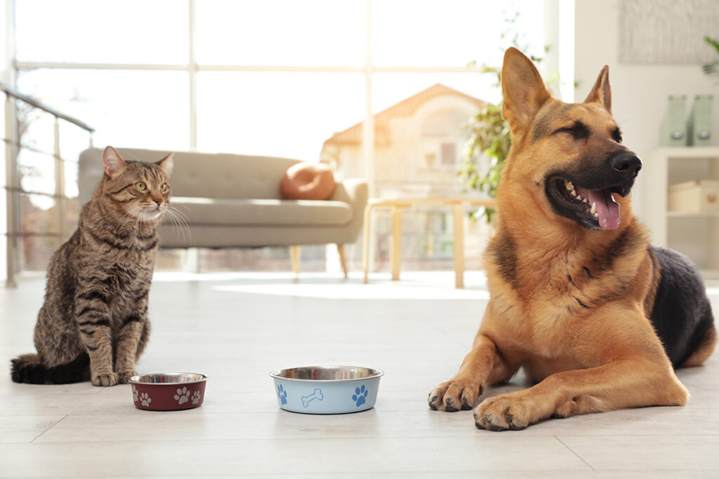 gato y perro delante del comedero