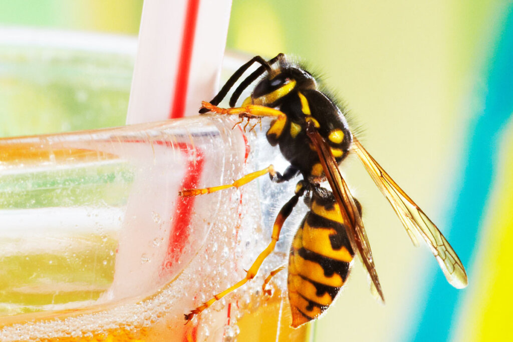 Avispa en vaso de limonada