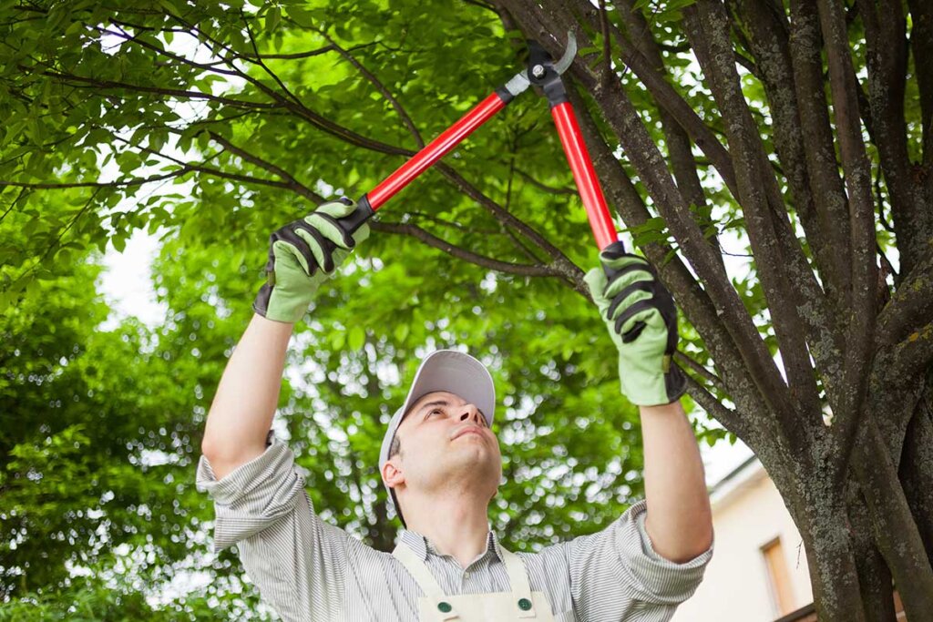 jardinero podando un árbol