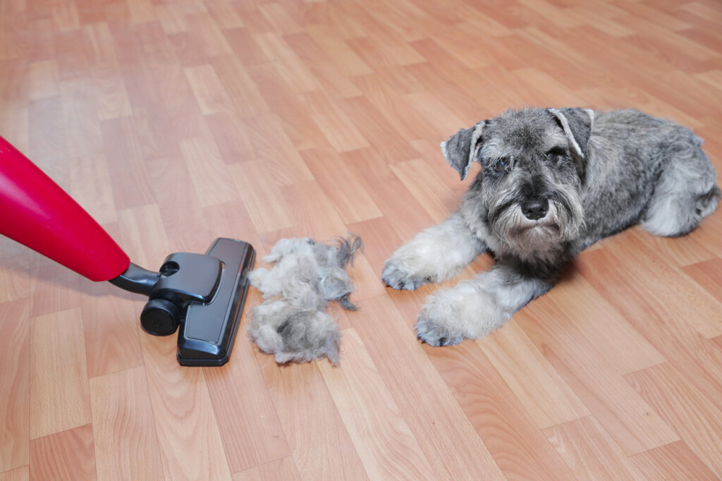 Perro sobre paquete y pelo siendo aspirado