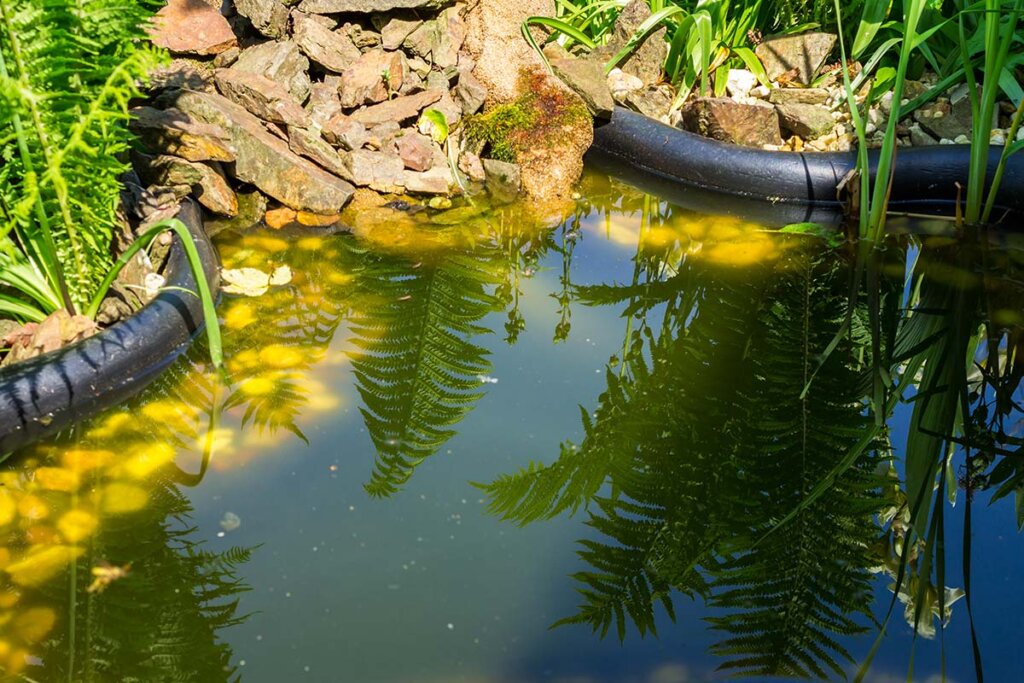 Estanque de jardín contaminado por algas