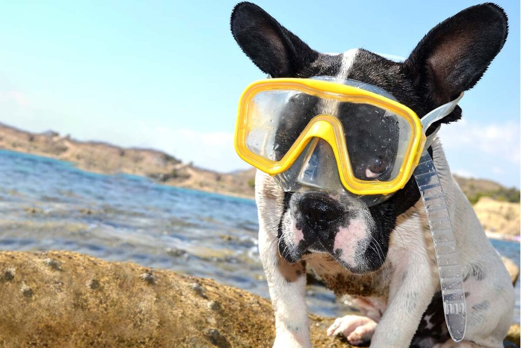 Perro con gafas de natación